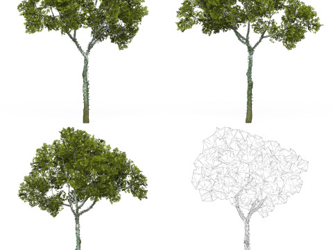 32 Game Ready Tree Collection Modelo 3D