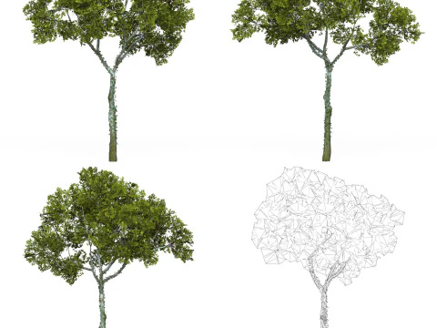 32 Game Ready Tree Collection 3D Model