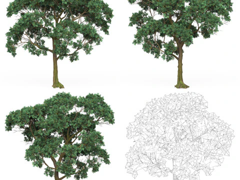 32 Game Ready Tree Collection 3D Model