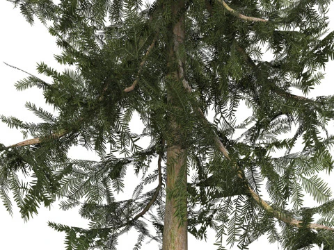 Game Ready Tree 33 3D Model