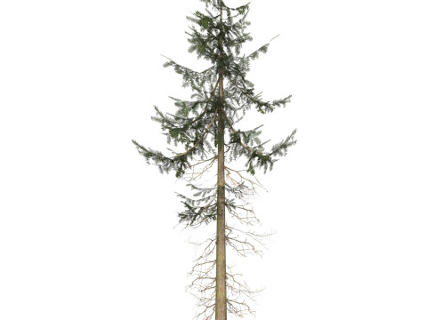 Game Ready Tree 35 3Dモデル