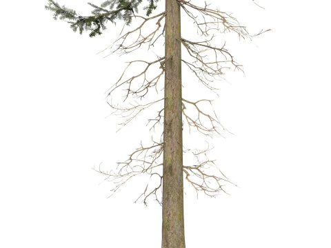 Game Ready Tree 35 3D Model