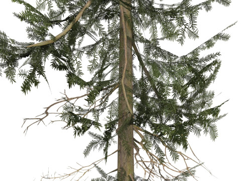 Game Ready Tree 35 3D 모델