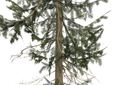 Game Ready Tree 35 3D Model