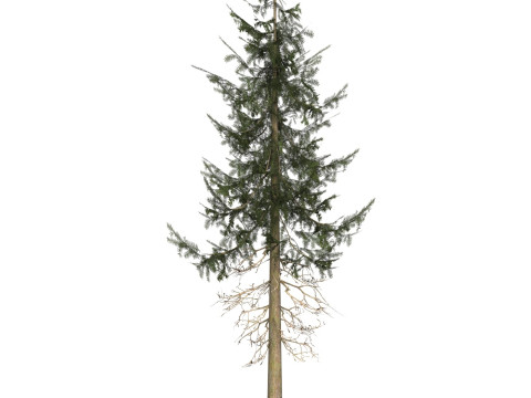 Game Ready Tree 36 3D मॉडल