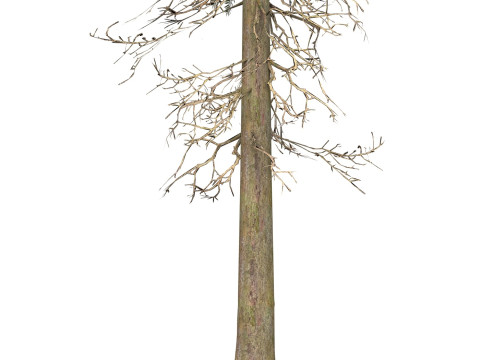 Game Ready Tree 36 3D Model