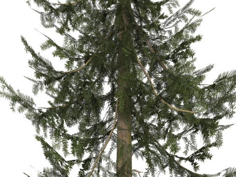 Game Ready Tree 36 3D Model