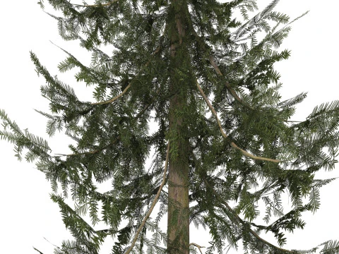 Game Ready Tree 36 3D Model