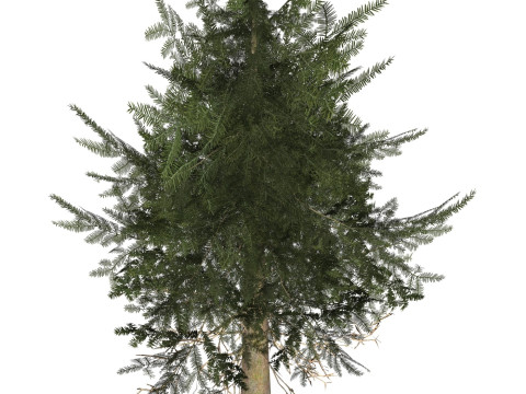 Game Ready Tree 36 3D Model