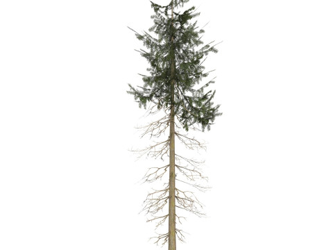 Game Ready Tree 37 3D मॉडल