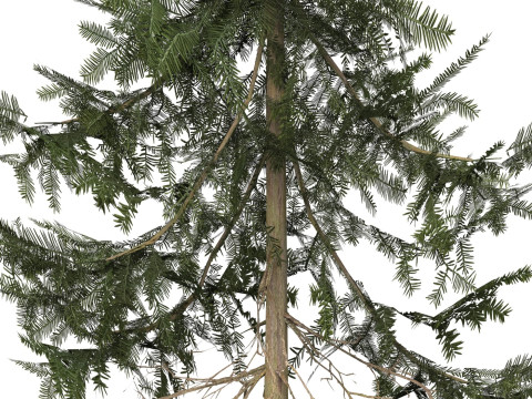 Game Ready Tree 37 Modello 3D