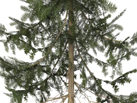 Albero pronto per il gioco 37 Modello 3D