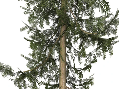 Game Ready Tree 38 3D Model