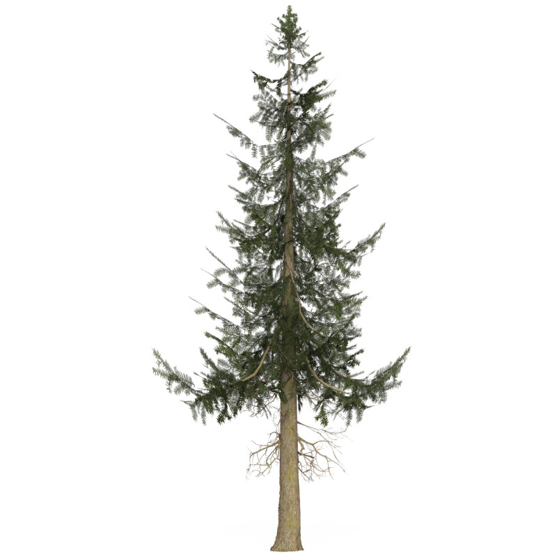Game Ready Tree 39 3Dモデル .c4d .max .obj .3ds .fbx .stl .blend 