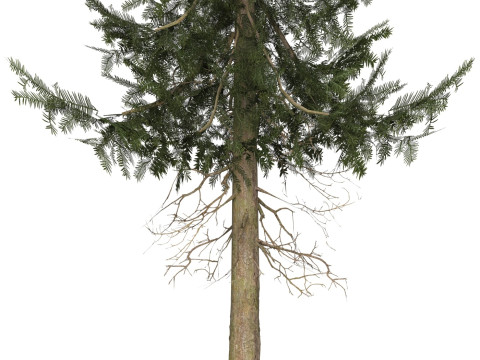 Game Ready Tree 39 3Dモデル