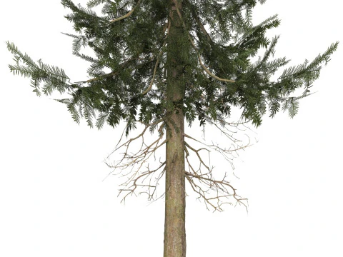 &Aacute;rvore pronta para jogo 39 Modelo 3D