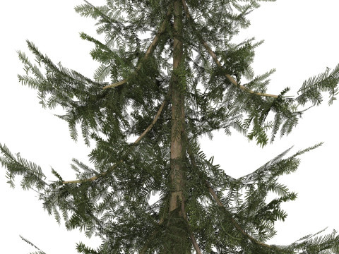 Game Ready Tree 39 3Dモデル