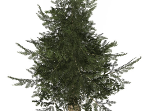 Game Ready Tree 39 3Dモデル
