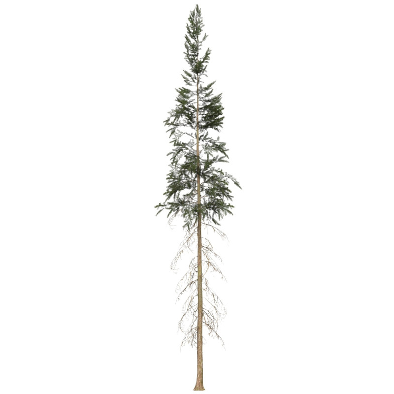 Game Ready Tree 40 3Dモデル .c4d .max .obj .3ds .fbx .stl .blend 