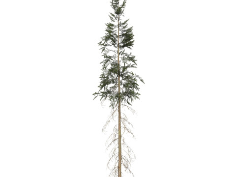 Game Ready Tree 40 3D Model