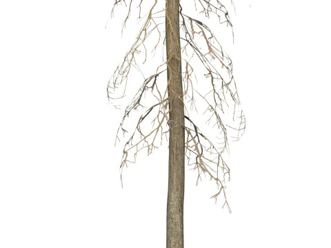 Game Ready Tree 41 3D Model