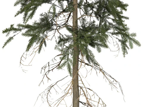 Game Ready Tree 41 3D Model