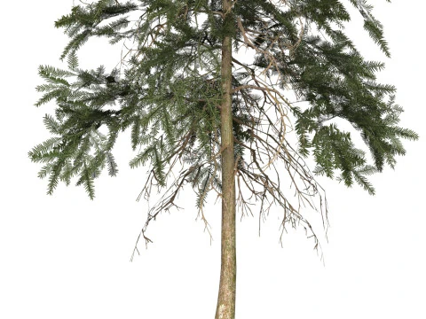 Game Ready Tree 44 3D Model