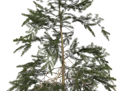 Game Ready Tree 44 3D-Modell