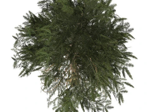 Game Ready Tree 44 3D Model