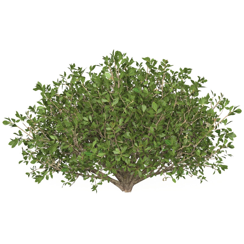 Game Ready Plant Bush 01 3D Model .c4d .max .obj .3ds .fbx .stl .blend 