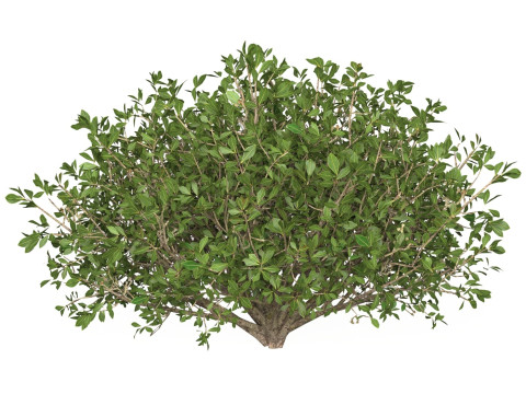 Game Ready Plant Bush 01 3D Model