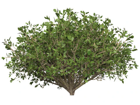 Game Ready Plant Bush 01 3D Model