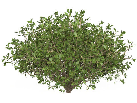 Game Ready Plant Bush 01 3D Model