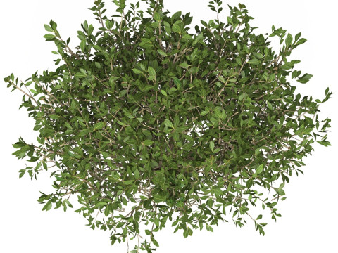 Game Ready Plant Bush 01 3D Model
