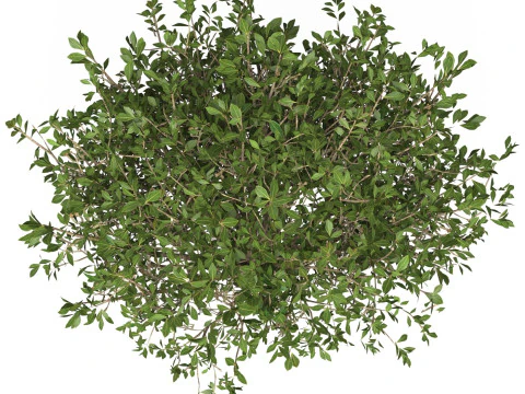 Game Ready Plant Bush 01 3D Model