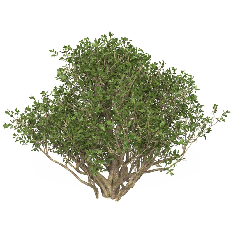 Game Ready Plant Bush 02 Model 3D .c4d .max .obj .3ds .fbx .stl .blend 