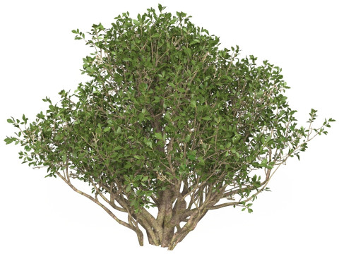 Game Ready Plant Bush 02 3D Model