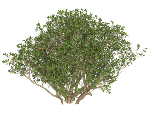 Game Ready Plant Bush 02 Model 3D