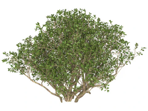 Game Ready Plant Bush 02 3D Model