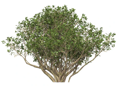 Game Ready Plant Bush 02 3D Model
