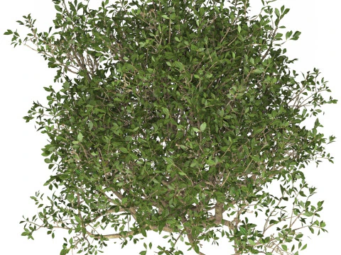 Game Ready Plant Bush 02 3D Model