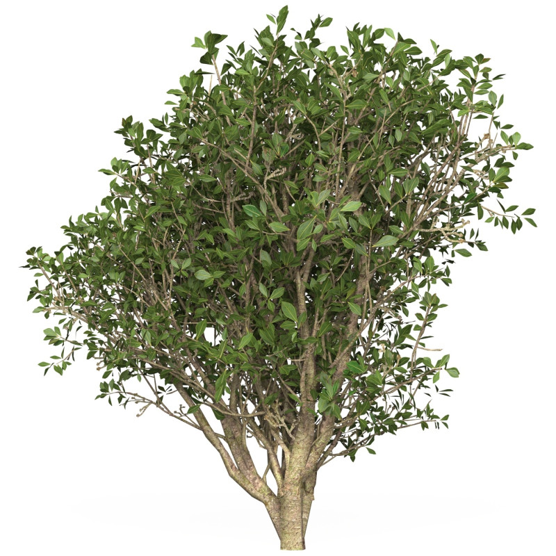 Game Ready Plant Bush 03 3D Model .c4d .max .obj .3ds .fbx .stl .blend 