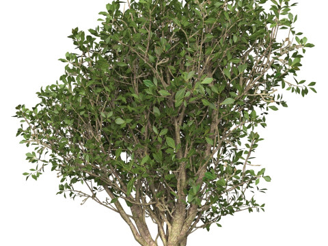 Game Ready Plant Bush 03 3D Model