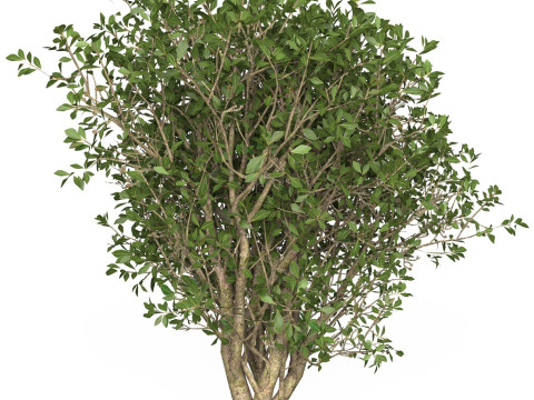 Game Ready Plant Bush 03 3D Model