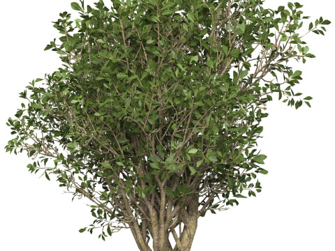 Game Ready Plant Bush 03 3D Model