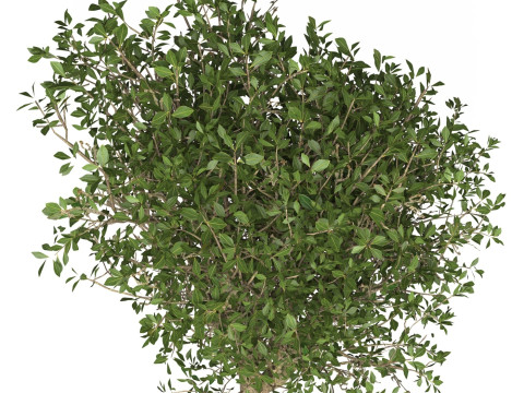 Game Ready Plant Bush 03 3D Model