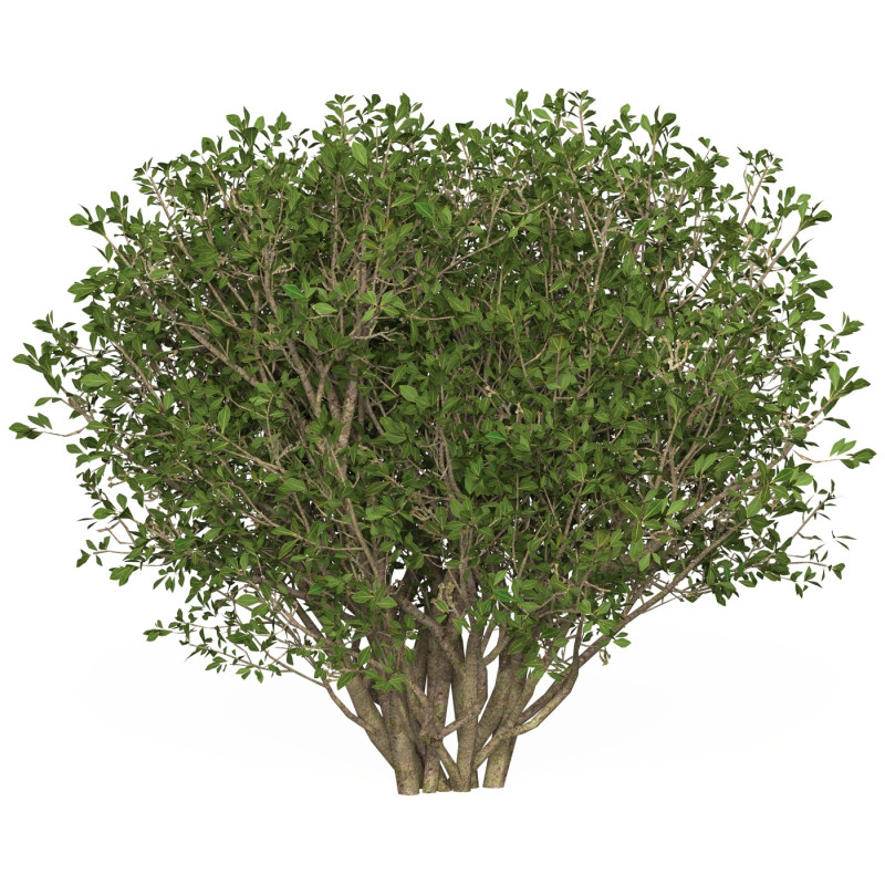 Game Ready Plant Bush 04 3D Model .c4d .max .obj .3ds .fbx .stl .blend 
