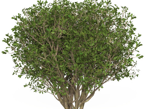 Game Ready Plant Bush 04 3D Model