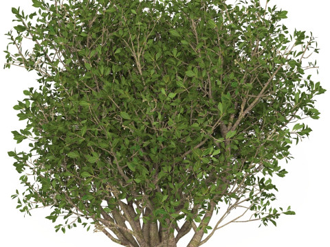 Game Ready Plant Bush 04 3D Model