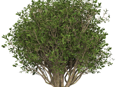 Game Ready Plant Bush 04 3D Model